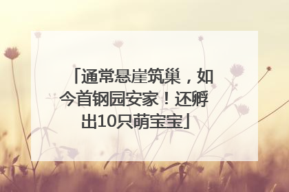 通常悬崖筑巢，如今首钢园安家！还孵出10只萌宝宝